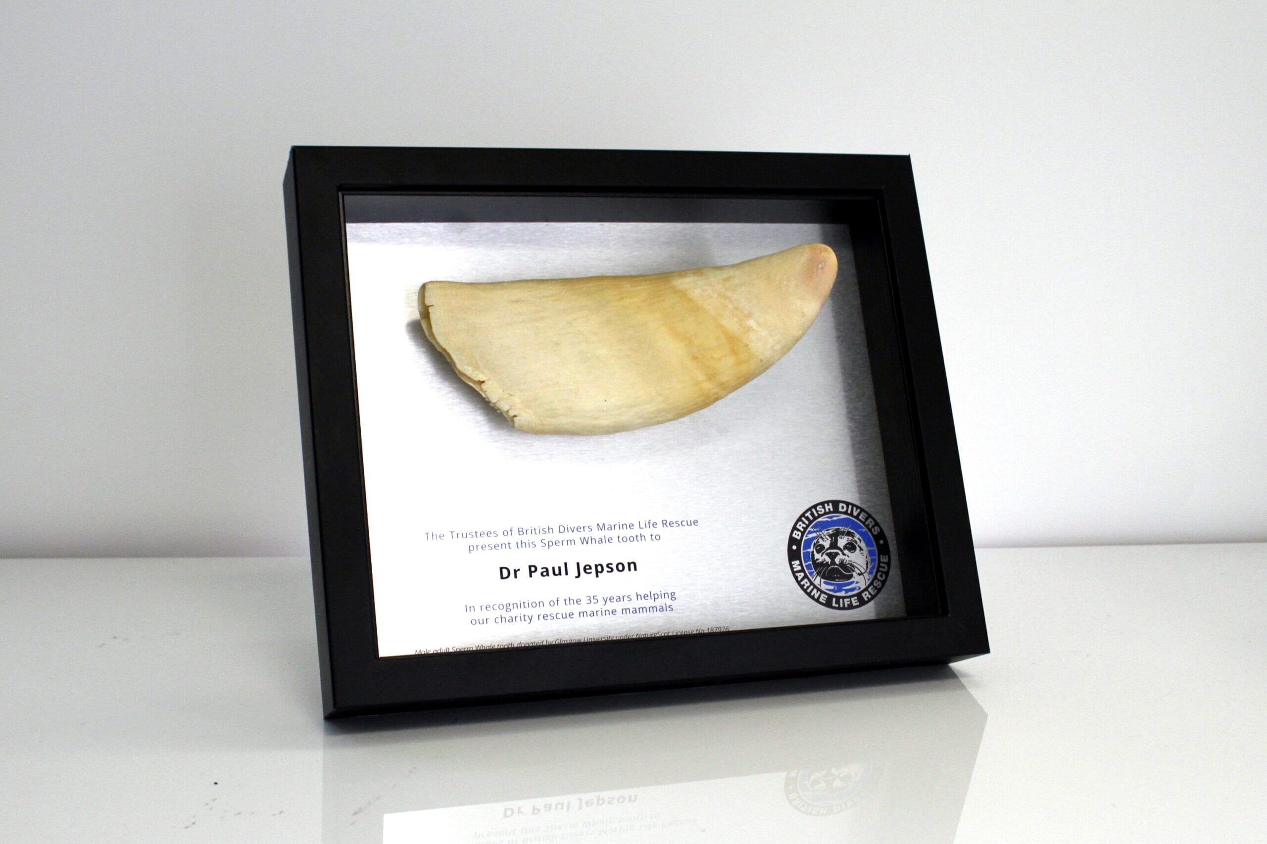 Whale tooth plaque
